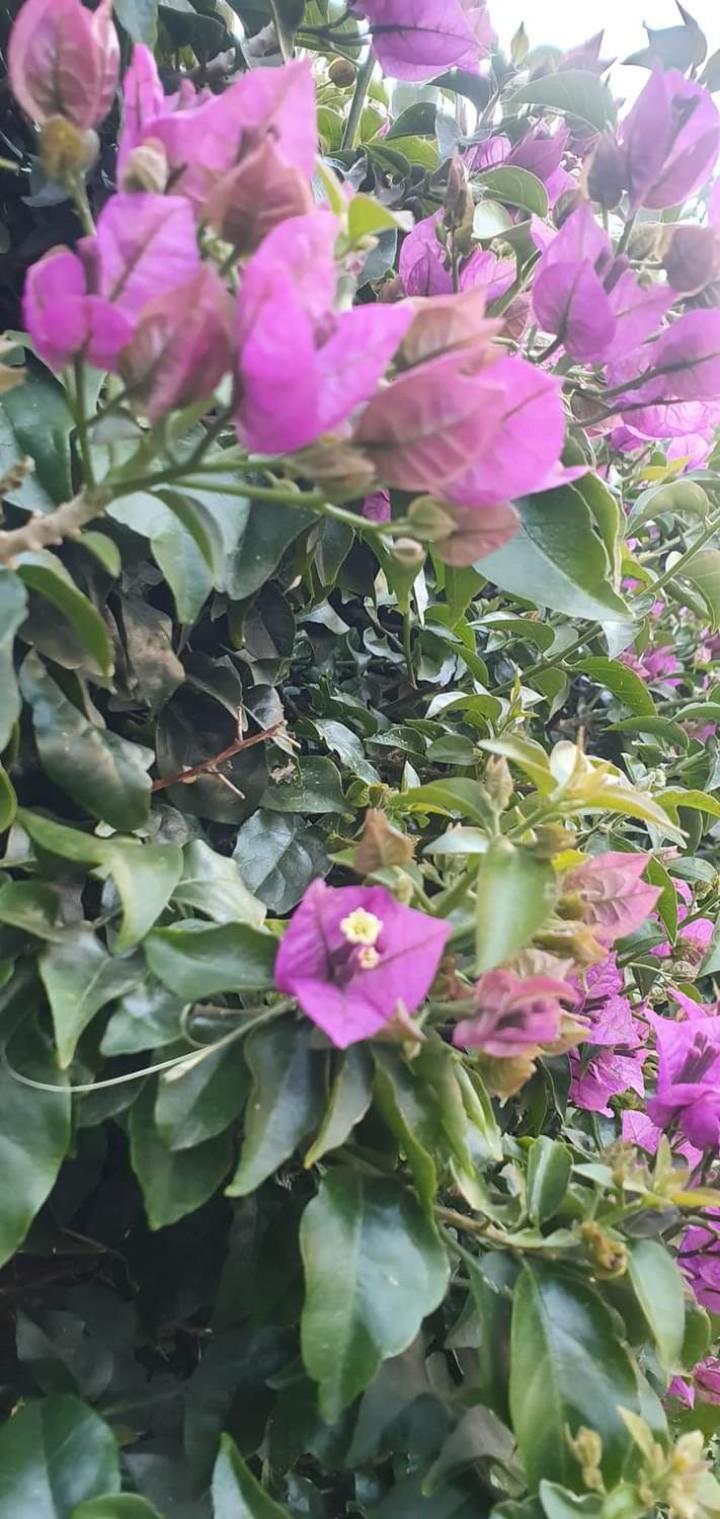 Casa Flora Appartamento Con Giardino Фиумичино Екстериор снимка